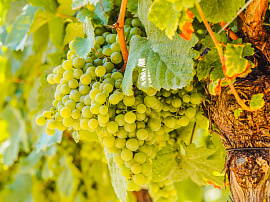Зеленый виноград - фото №8