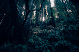 Темный лес, джунгли