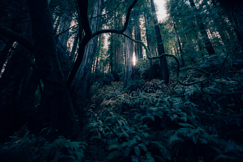Что значит Темный лес, джунгли во сне