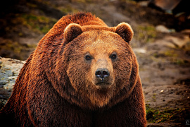 Медведя - фото №2