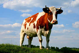 Коровы - фото №1