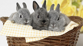 Кролики - фото №2