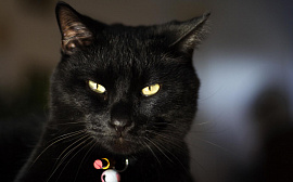 Кот черный - фото №1