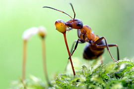 Один муравей - фото №5