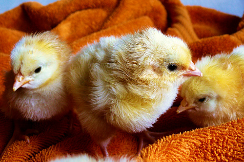 Что значит Получить цыпленка во сне