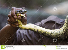 Змея в руках - фото №12