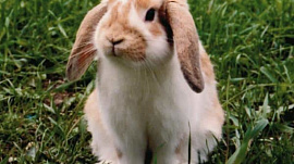 Кролик - фото №3
