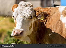 Комолая корова - фото №6