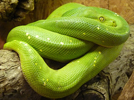 Большая змея - фото №17