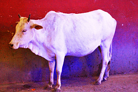 Белая корова - фото №10