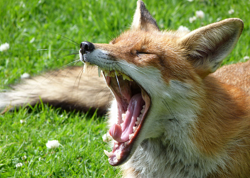 Что значит Крик лисы во сне