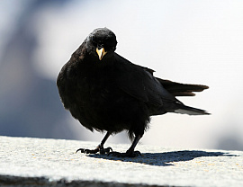 Черные птицы - фото №2