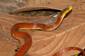 Аспид (змей, змея) - фото №2